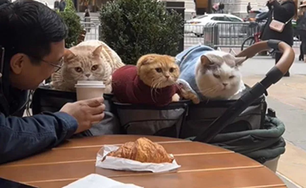 Muž ukazuje, jaké to je vyrazit v New Yorku se třema kočkama na kávu