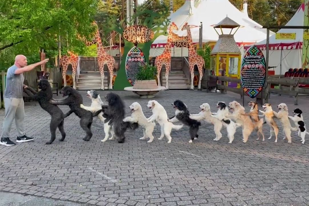 14 psů se spojilo, aby vytvořili vláček a pokořili Guinnessův světový rekord