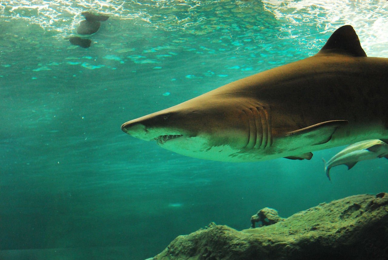 Děsivé video ukazuje blízké setkání potápěče se žralokem